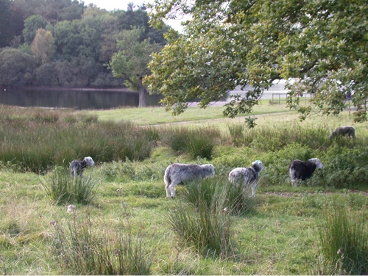 Sheep grazing with unrestricted access to a nearby river