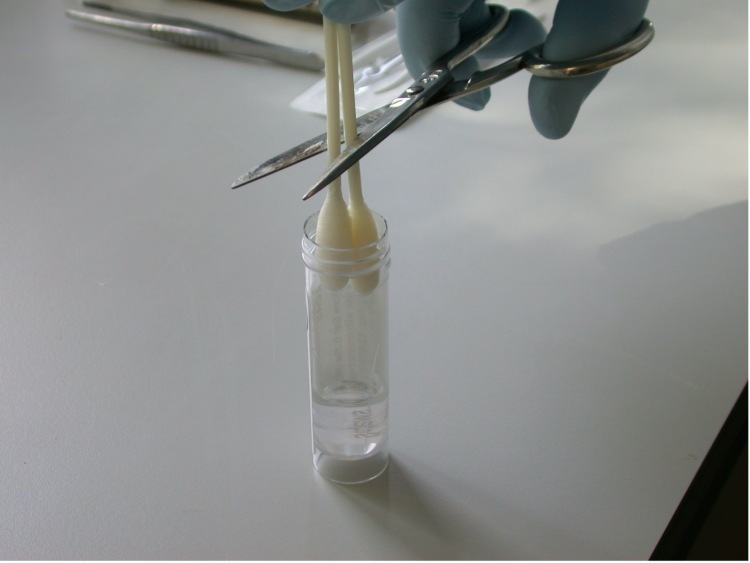 Swabs being cut with a pair of scissors into a container of peptone salt solution