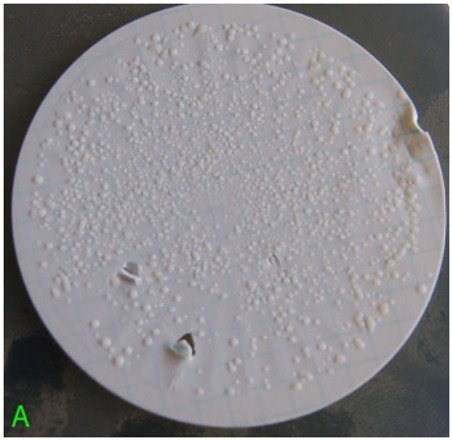 A set of typical incubated water filter membranes from a fast-flowing overland river before treatment
