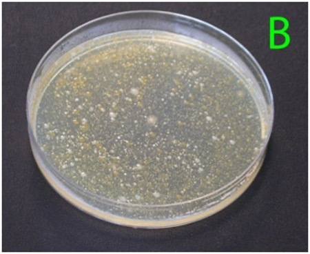 (B) A lower dilution of the same water sample (1:1,000), showing too many colonies to count individually.